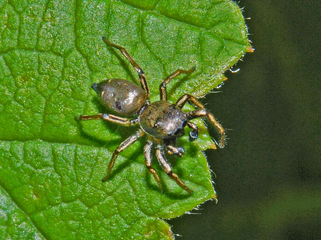 Heliophanus sp. . - Cerreto R. (AL)